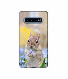 Amazon Brand - Solimo Designer Squirrel 3D Printed Hard Back Case Mobile Cover for Samsung Galaxy S10 Plus