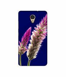 Amazon Brand - Solimo Designer Wheat Flower 3D Printed Hard Back Case Mobile Cover for Lenovo P2