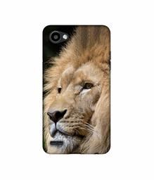 Amazon Brand - Solimo Designer Lion UV Printed Soft Back Case Mobile Cover for LG Q6