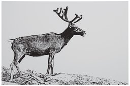 Amazon Brand – Rivet Black and White Canvas Print of Male Deer, 15