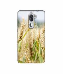 Amazon Brand - Solimo Designer Wheat Plant 3D Printed Hard Back Case Mobile Cover for Coolpad Cool1 Dual