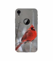 Amazon Brand - Solimo Designer Red Engry Bird 3D Printed Hard Back Case Mobile Cover for Apple iPhone XR (Logo Cut)