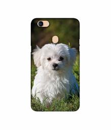 Amazon Brand - Solimo Designer White Dog 3D Printed Hard Back Case Mobile Cover for Oppo F5