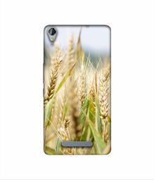 Amazon Brand - Solimo Designer Wheat Plant 3D Printed Hard Back Case Mobile Cover for Micromax Canvas Juice 3Plus Q394