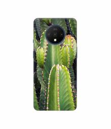 Amazon Brand - Solimo Designer Desert Plant 3D Printed Hard Back Case Mobile Cover for OnePlus 7T