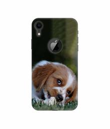 Amazon Brand - Solimo Designer Cute Puppy 3D Printed Hard Back Case Mobile Cover for Apple iPhone XR (Logo Cut)