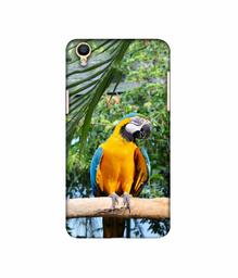 Amazon Brand - Solimo Designer Macaw Bird 3D Printed Hard Back Case Mobile Cover for Oppo F1 Plus