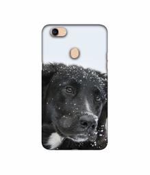 Amazon Brand - Solimo Designer Labrador Dog 3D Printed Hard Back Case Mobile Cover for Oppo F5