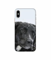 Amazon Brand - Solimo Designer Labrador Dog 3D Printed Hard Back Case Mobile Cover for Apple iPhone Xs Max