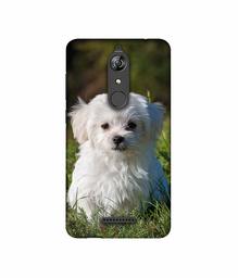 Amazon Brand - Solimo Designer White Dog UV Printed Soft Back Case Mobile Cover for Micromax Canvas Infinity