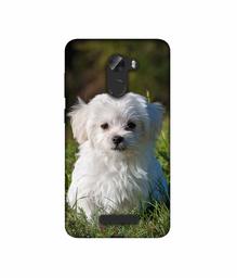 Amazon Brand - Solimo Designer White Dog 3D Printed Hard Back Case Mobile Cover for Gionee A1 Lite