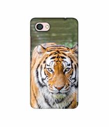 Amazon Brand - Solimo Designer Tiger in Water 3D Printed Hard Back Case Mobile Cover for Xiaomi Redmi Y1 Lite