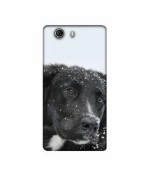 Amazon Brand - Solimo Designer Labrador Dog 3D Printed Hard Back Case Mobile Cover for Micromax Canvas Nitro 2 E311