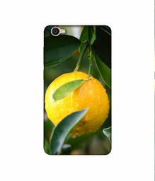 Amazon Brand - Solimo Designer Lemon 3D Printed Hard Back Case Mobile Cover for Vivo Y55L