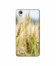 Amazon Brand - Solimo Designer Wheat Plant 3D Printed Hard Back Case Mobile Cover for Vivo Y31