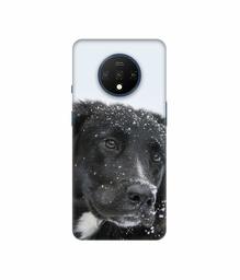 Amazon Brand - Solimo Designer Labrador Dog 3D Printed Hard Back Case Mobile Cover for OnePlus 7T