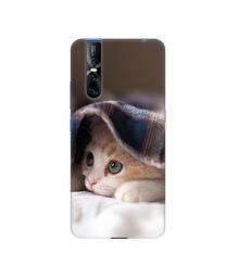 Amazon Brand - Solimo Designer Sleepy Kitten 3D Printed Hard Back Case Mobile Cover for Vivo V15 Pro