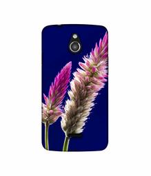 Amazon Brand - Solimo Designer Wheat Flower 3D Printed Hard Back Case Mobile Cover for InFocus M2