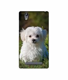 Amazon Brand - Solimo Designer White Dog 3D Printed Hard Back Case Mobile Cover for Gionee F103