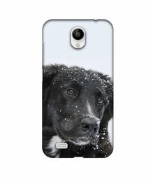 Amazon Brand - Solimo Designer Labrador Dog 3D Printed Hard Back Case Mobile Cover for Vivo Y21L