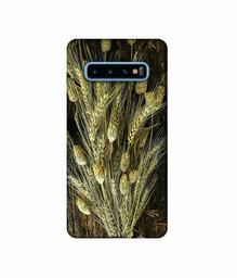 Amazon Brand - Solimo Designer Wheat Plants 3D Printed Hard Back Case Mobile Cover for Samsung Galaxy S10 Plus