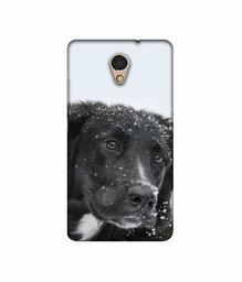 Amazon Brand - Solimo Designer Labrador Dog 3D Printed Hard Back Case Mobile Cover for Lenovo P2