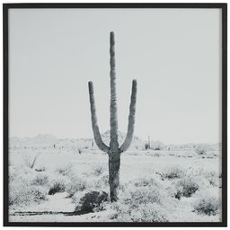 Amazon Brand – Stone & Beam Modern Black and White Desert Cactus Photo on Wood, Black Frame, 12