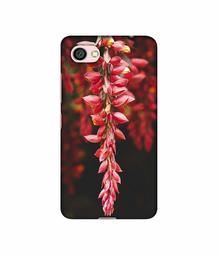 Amazon Brand - Solimo Designer Flowers Photograpy 3D Printed Hard Back Case Mobile Cover for Xiaomi Redmi Y1 Lite