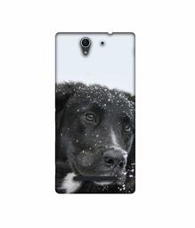 Amazon Brand - Solimo Designer Labrador Dog 3D Printed Hard Back Case Mobile Cover for Sony Xperia C3 Dual