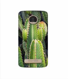 Amazon Brand - Solimo Designer Desert Plant 3D Printed Hard Back Case Mobile Cover for Motorola Moto Z Play