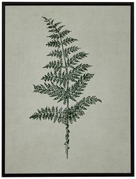 Amazon Brand – Stone & Beam Modern Print Wall Art of Green Fern, Espresso-Color Frame, 17.75