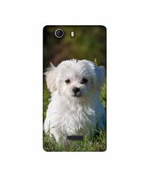 Amazon Brand - Solimo Designer White Dog 3D Printed Hard Back Case Mobile Cover for Micromax Canvas Nitro 2 E311