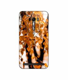 Amazon Brand - Solimo Designer Autumn Photography 3D Printed Hard Back Case Mobile Cover for Asus Zenfone Selfie ZD551KL