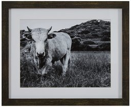 Amazon Brand – Stone & Beam Modern Black and White Photo of Bull Wall Art in Charcoal Frame, 15